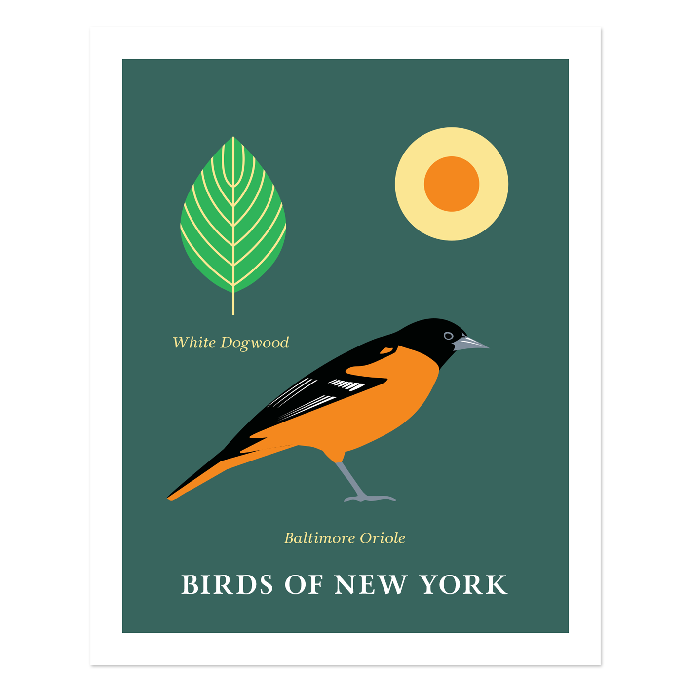 Baltimore Oriole - Birds of New York