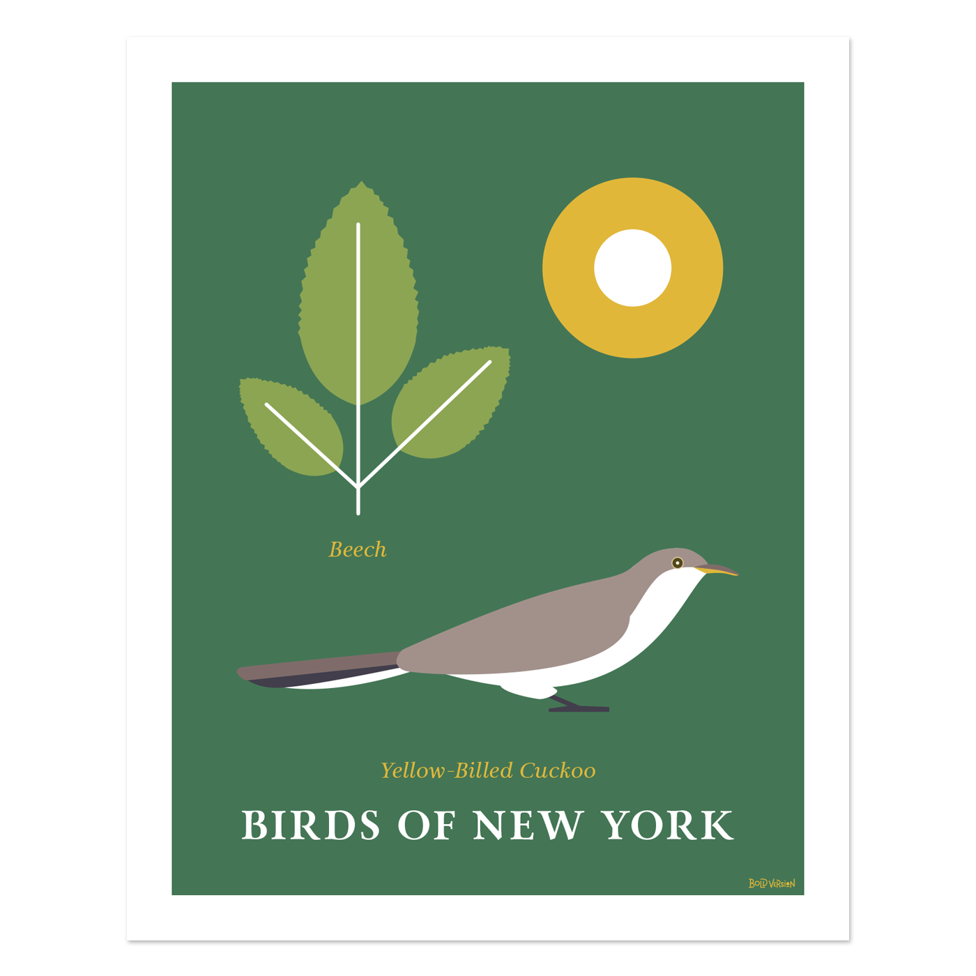 Yellow Billed Cuckoo - Birds of New York