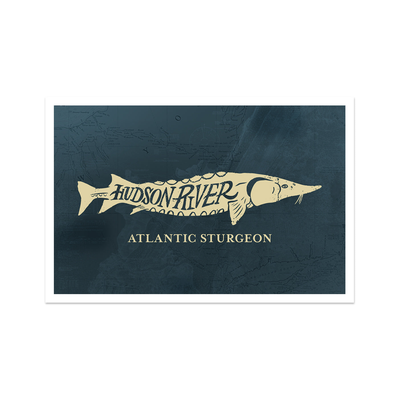 Atlantic Sturgeon