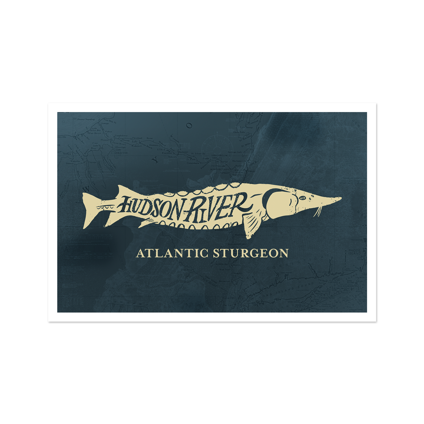 Atlantic Sturgeon