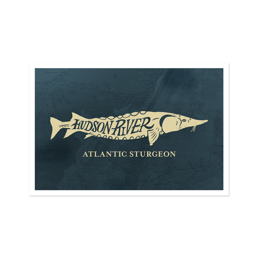 Atlantic Sturgeon