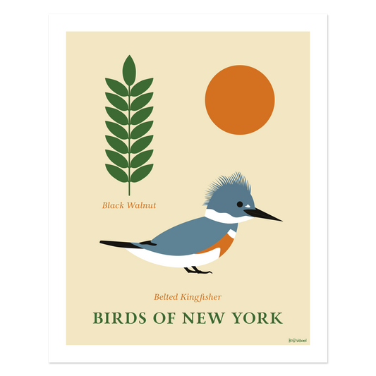 Belted Kingfisher - Birds of New York Artwork Print