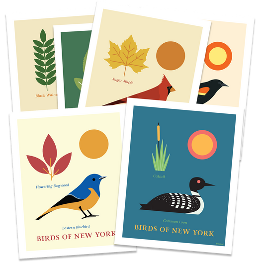 Birds of New York Series 01