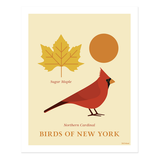 Northern Cardinal - Birds of New York