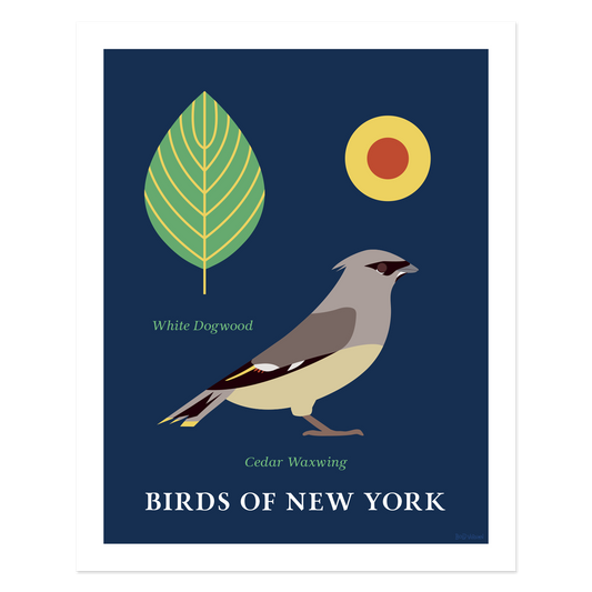 Cedar Waxwing - Birds of New York
