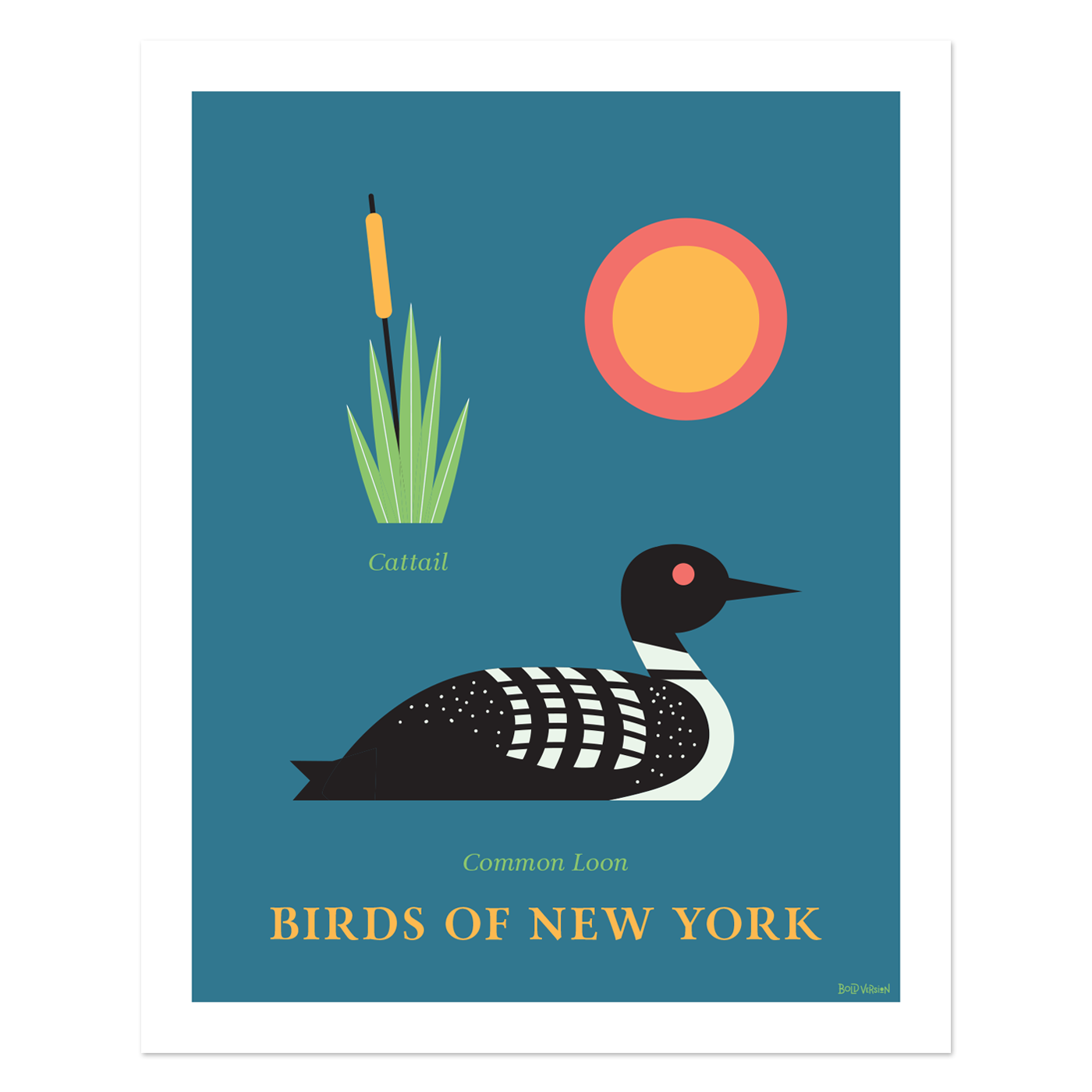 Common Loon - Birds of New York