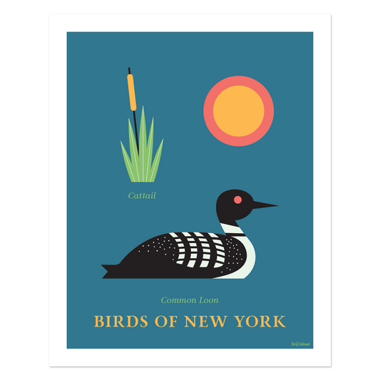 Common Loon - Birds of New York