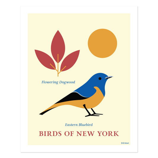 Eastern Bluebird- Birds of New York