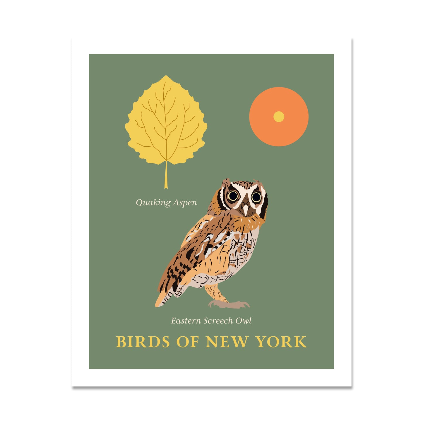 Easter Screech Owl - Birds of New York