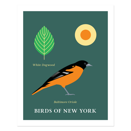 Baltimore Oriole - Birds of New York