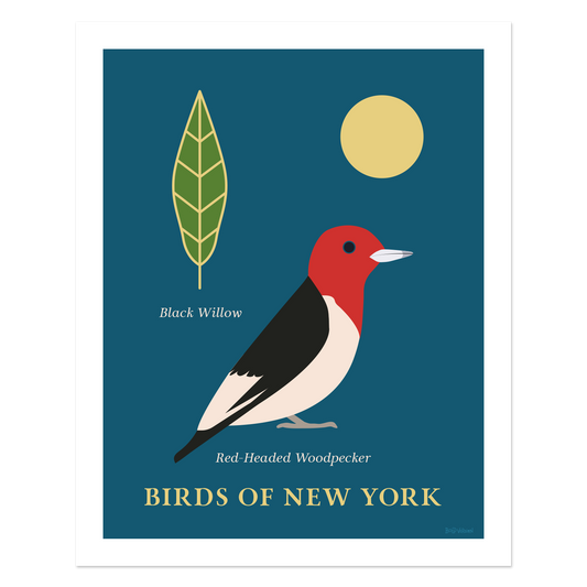 Red Headed Woodpecker - Birds of New York