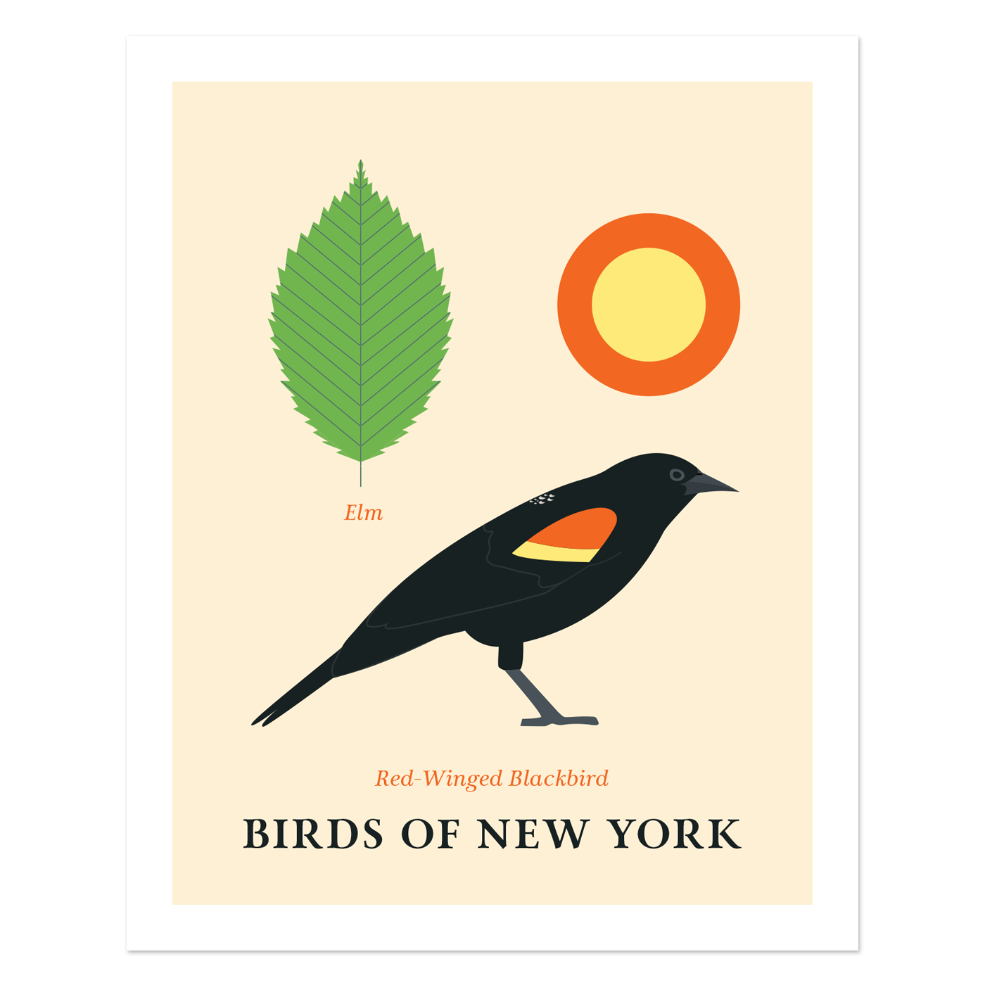 Red-Winged Blackbird - Birds of New York