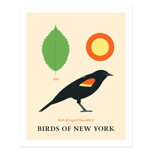 Red-Winged Blackbird - Birds of New York