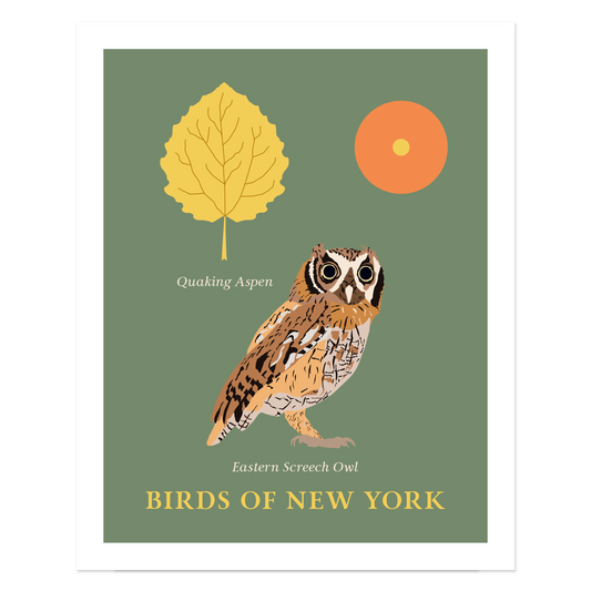 Eastern Screech Owl - Birds of New York