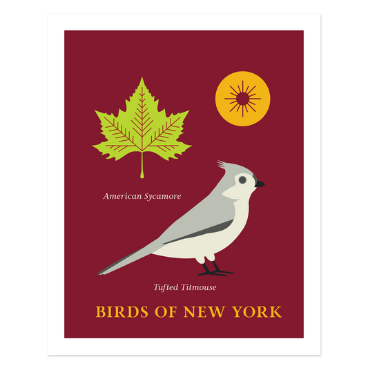 Tufted Titmouse - Birds of New York