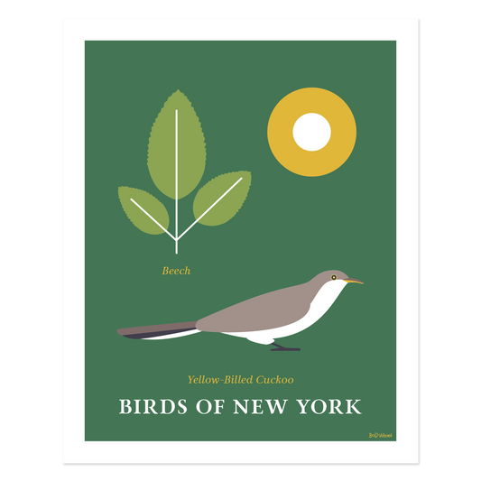 Yellow Billed Cuckoo - Birds of New York