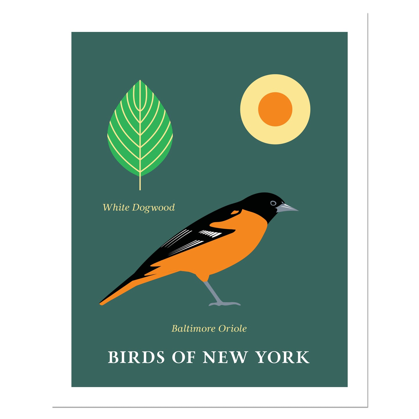 Baltimore Oriole - Birds of New York