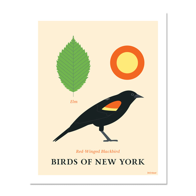 Red-Winged Blackbird - Birds of New York
