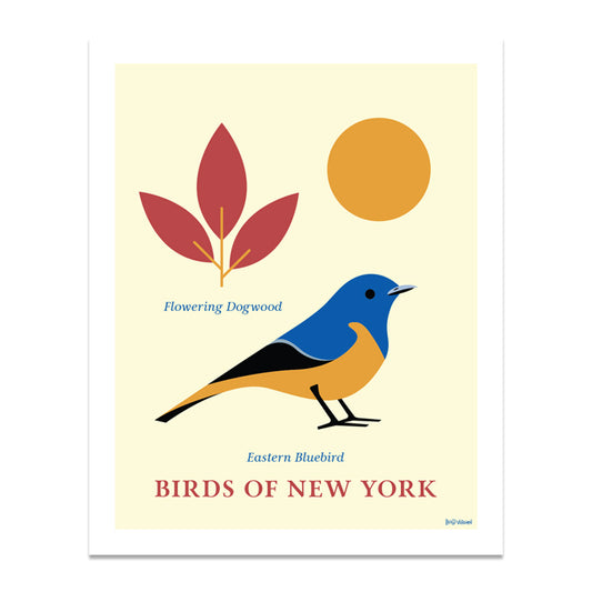 Eastern Bluebird- Birds of New York