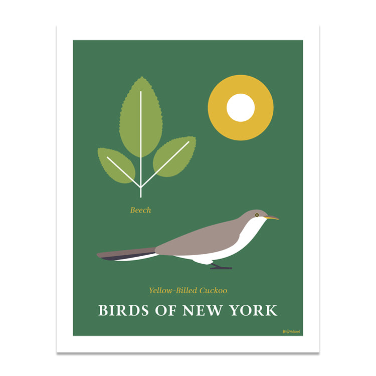 Yellow Billed Cuckoo - Birds of New York